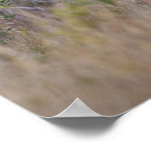 オドコイレウス・バージニアヌス) 2 ポスター (角)