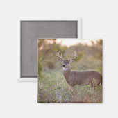 オドコイレウス・ヴァージニアの白尾の鹿（オドコイレウス・ヴァージニア）オス2 マグネット (正面/裏面)