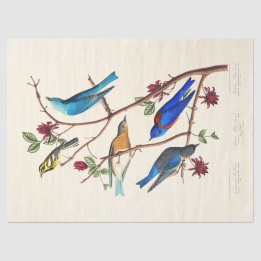 オドュボン鳥類エフェメラティッシュペーパー 薄葉紙 (正面)