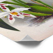 オドントグロスサムクリスプムトリアネホワイトランヴィンテージ ポスター (角)