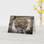 オナガアホウドリ(Phoebastria irrorata)ペア カード (黄色い花)
