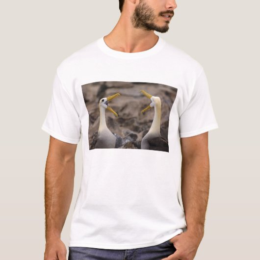 オナガアホウドリ(Phoebastria irrorata)ペア Tシャツ (正面)