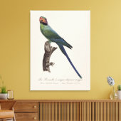 オナガインコ, Psittacula Longicauda キャンバスプリント (インサイチュ (リビング))