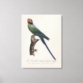 オナガインコ, Psittacula Longicauda キャンバスプリント (正面)