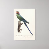 オナガインコ, Psittacula Longicauda キャンバスプリント (正面)