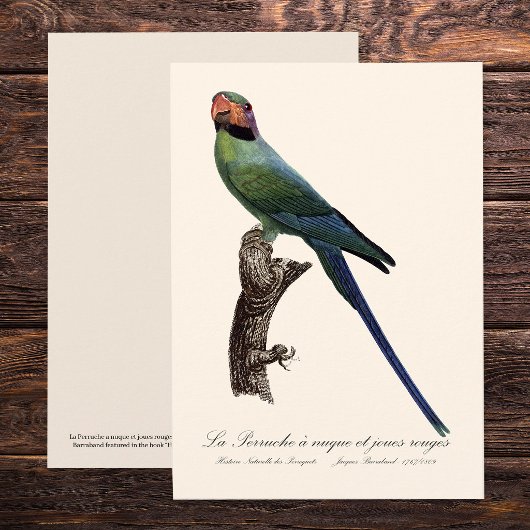 オナガインコ, Psittacula Longicauda サンキューカード
