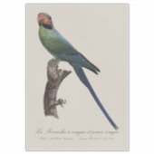 オナガインコ Psittacula Longicauda シール (正面)