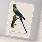 オナガインコ Psittacula Longicauda シール