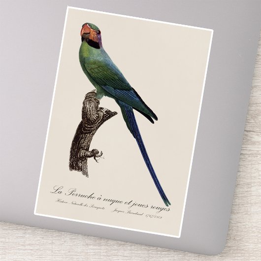 オナガインコ Psittacula Longicauda シール