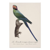 オナガインコ, Psittacula Longicauda フォトプリント (正面)