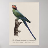 オナガインコ, Psittacula Longicauda ポスター (正面)