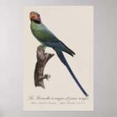 オナガインコ, Psittacula Longicauda ポスター (正面)