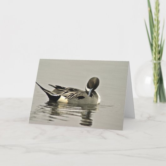 オナガガモのアヒル カード (正面)