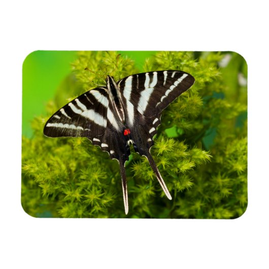 オナガチョウ（北米のアゲハチョウ） マグネット (横)