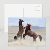 オナキーワイルドウマ ポストカード (正面/裏面)