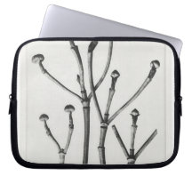 オナトゥレボタニカルプリント