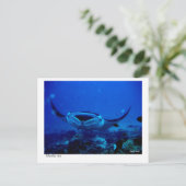 オニイトマキエイの郵便はがき- 01 ポストカード (スタンド正面)