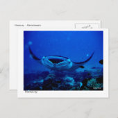 オニイトマキエイの郵便はがき- 01 ポストカード (正面/裏面)