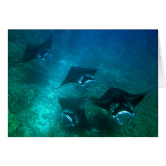 オニイトマキエイカード