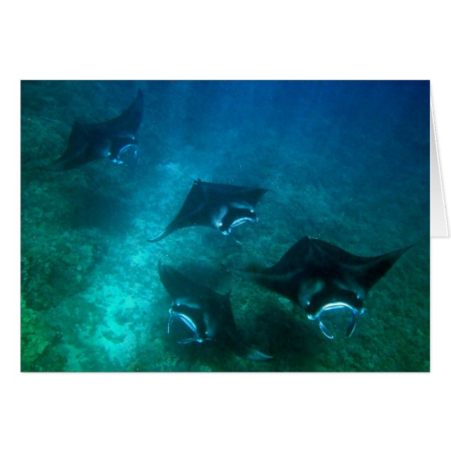 オニイトマキエイカード (正面横)