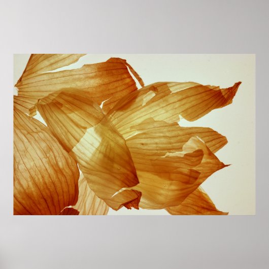 オニオンスキン ポスター (正面)