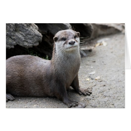 オニキス (正面横)