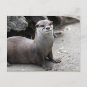 オニキス ポストカード (正面)