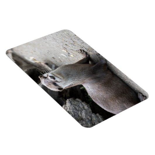 オニキス マグネット (右側)