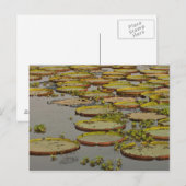 オニバス (Victoria amazonica) ポストカード (正面/裏面)