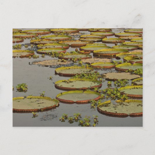 オニバス (Victoria amazonica) ポストカード (正面)