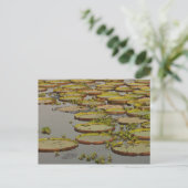 オニバス (Victoria amazonica) ポストカード (スタンド正面)
