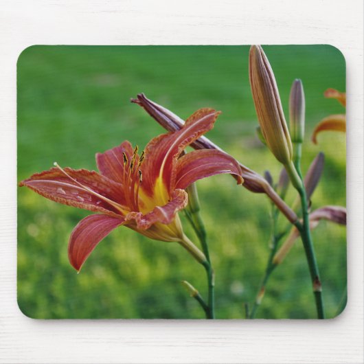 オニユリ マウスパッド (正面)