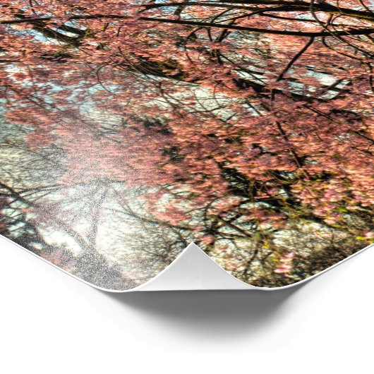 オハイオ州のさくらんぼの木の枝枯れ開花 フォトプリント            (角)