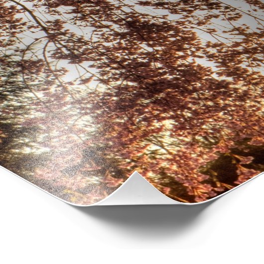 オハイオ州のさくらんぼの木の枝枯れ開花 フォトプリント            (角)