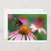 オハイオ州のアゲハチョウで黒い蝶 ポストカード (正面/裏面)