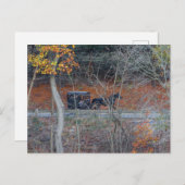 オハイオ州の秋の農村道路のアミッシュ乳母車 ポストカード (正面/裏面)