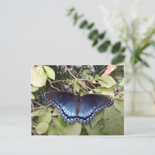 オハイオ州の赤い斑点のある紫色の蝶 ポストカード (スタンド正面)