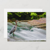 オハイオ州オールムステッド秋デビッド・フォルティエ・リバーパーク ポストカード (正面/裏面)