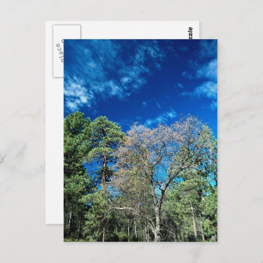 オハイオ州クリーブランド州公園,ラグアナ山の森 ポストカード (正面/裏面)