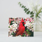 オハイオ州バードノーザン(鳥)ショウジョウコウカンチョウ ポストカード (スタンド正面)