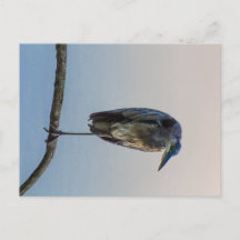 オハイオ州素晴らしオハイオ州アントリム湖ブルーヘロン