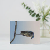 オハイオ州素晴らしオハイオ州アントリム湖ブルーヘロン ポストカード (スタンド正面)