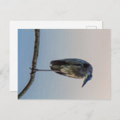 オハイオ州素晴らしオハイオ州アントリム湖ブルーヘロン ポストカード (正面/裏面)