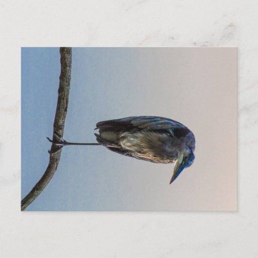 オハイオ州素晴らしオハイオ州アントリム湖ブルーヘロン ポストカード (正面)