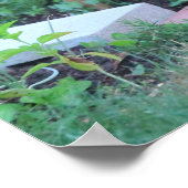 オハイオ州,ホワイトテールシカ ポスター (角)