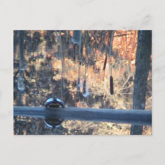 オハイオ秋 ポストカード (正面)