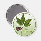 オハイオ・バッキーツリー マグネット (正面/裏面)