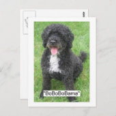 オバマペット/ポルトガルの水犬 ポストカード (正面/裏面)