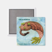 オパビニア磁石 マグネット (正面/裏面)