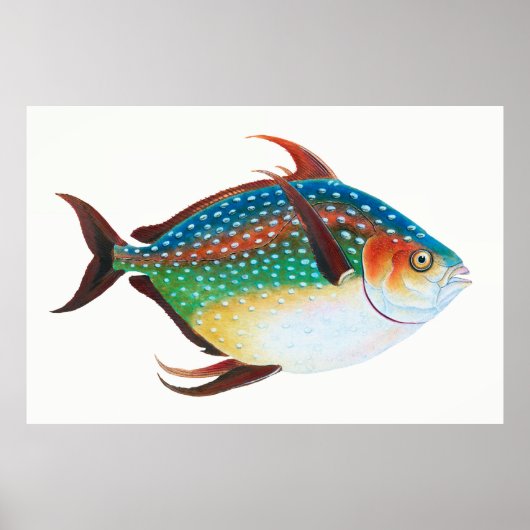オパ, 魚のイラスト, エドワード・ドノバン, ポスター (正面)